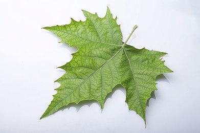 Shift up承认《剑星》没讲好故事 会在续作中加强叙事